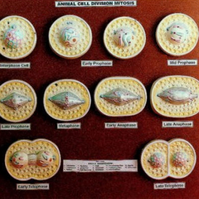 thumbnail image 2 of Vision Scientific Animal Mitosis 3D Model – 9-Stage Cell Division Demo With Stand, Perfect For Biology Class 2 of 9